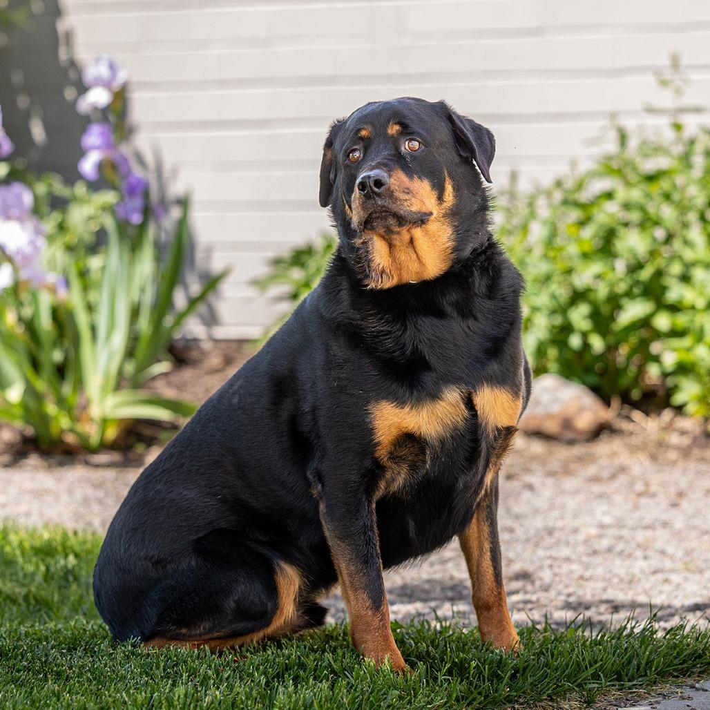 Hoss, Adoptable, Adult Male Rottweiler.