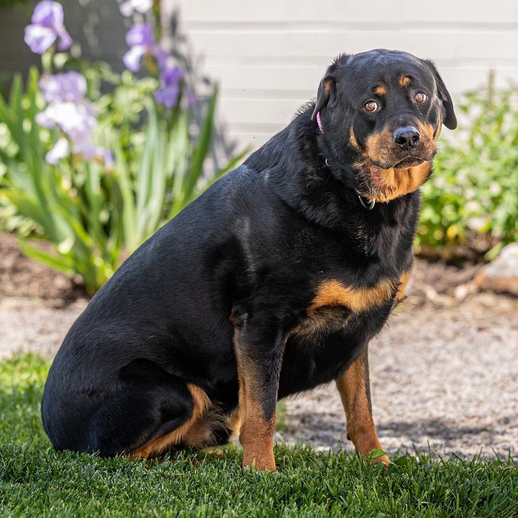 Enlarge Hoss, a Adoptable Rottweiler in Council Bluffs, IA image 2/5