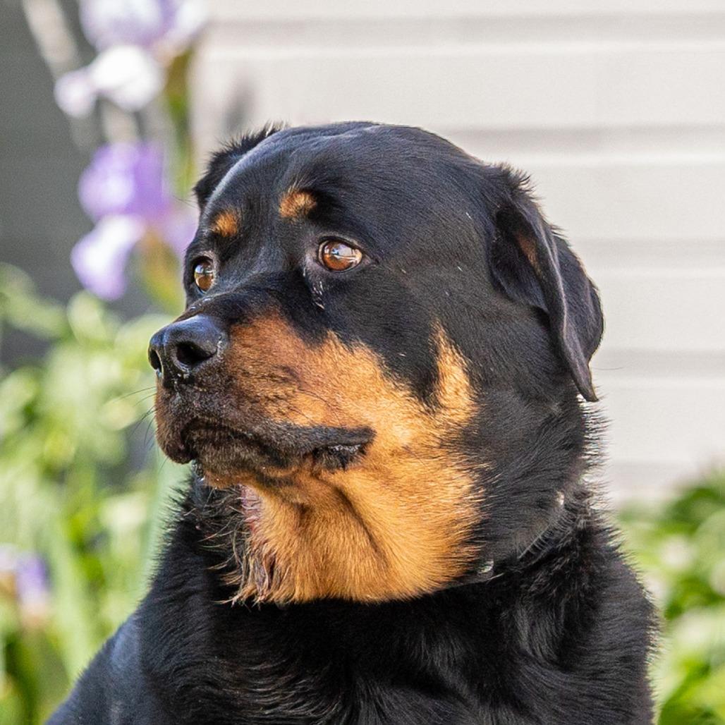 Enlarge Hoss, a Adoptable Rottweiler in Council Bluffs, IA image 3/5