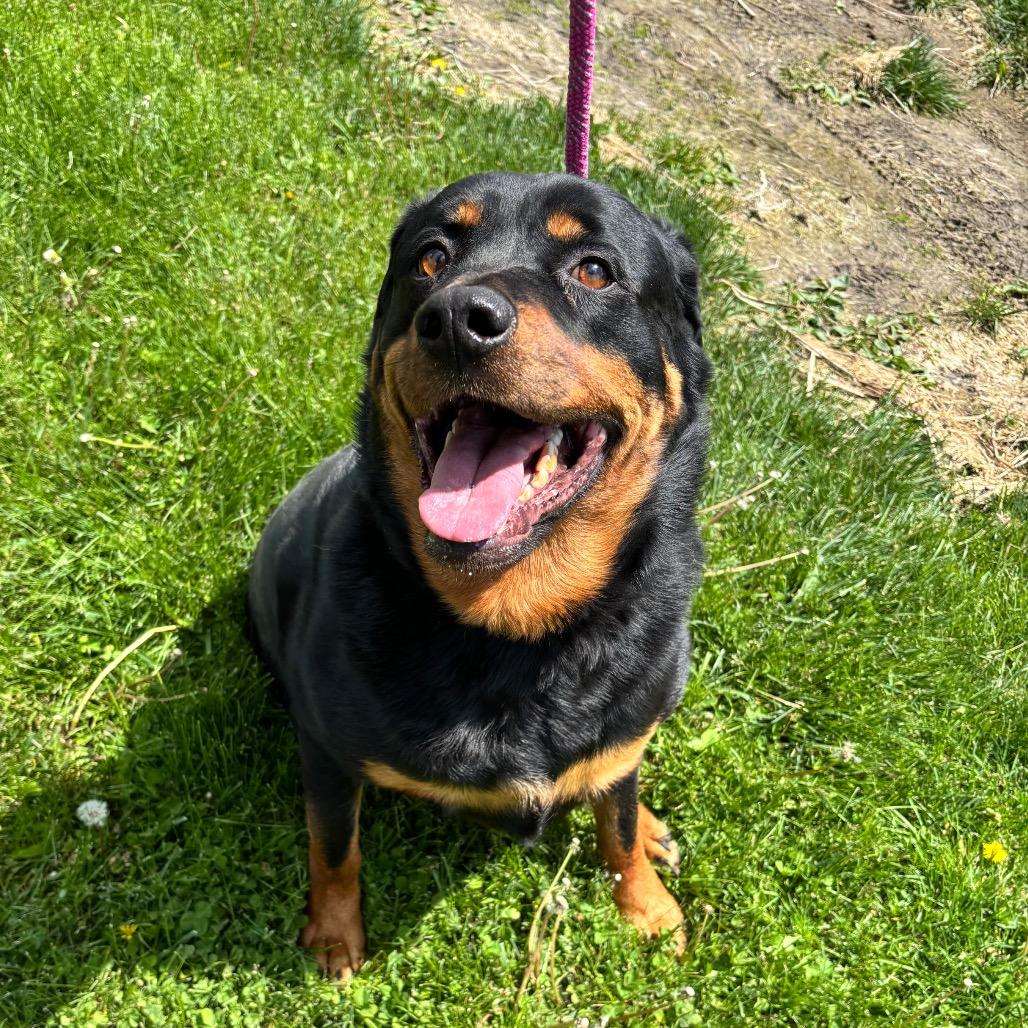 Enlarge Hoss, a Adoptable Rottweiler in Council Bluffs, IA image 1/2
