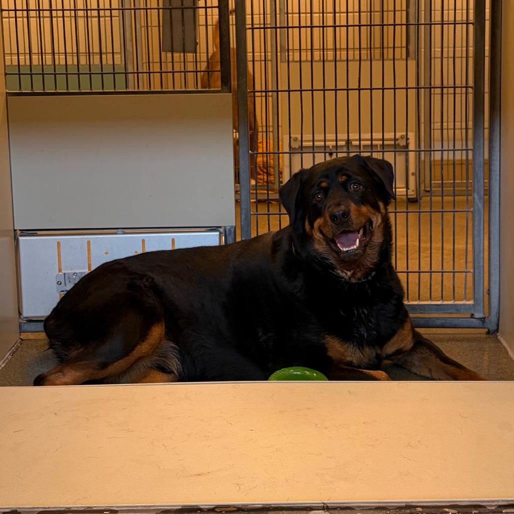 Enlarge Hoss, a Adoptable Rottweiler in Council Bluffs, IA image 2/2