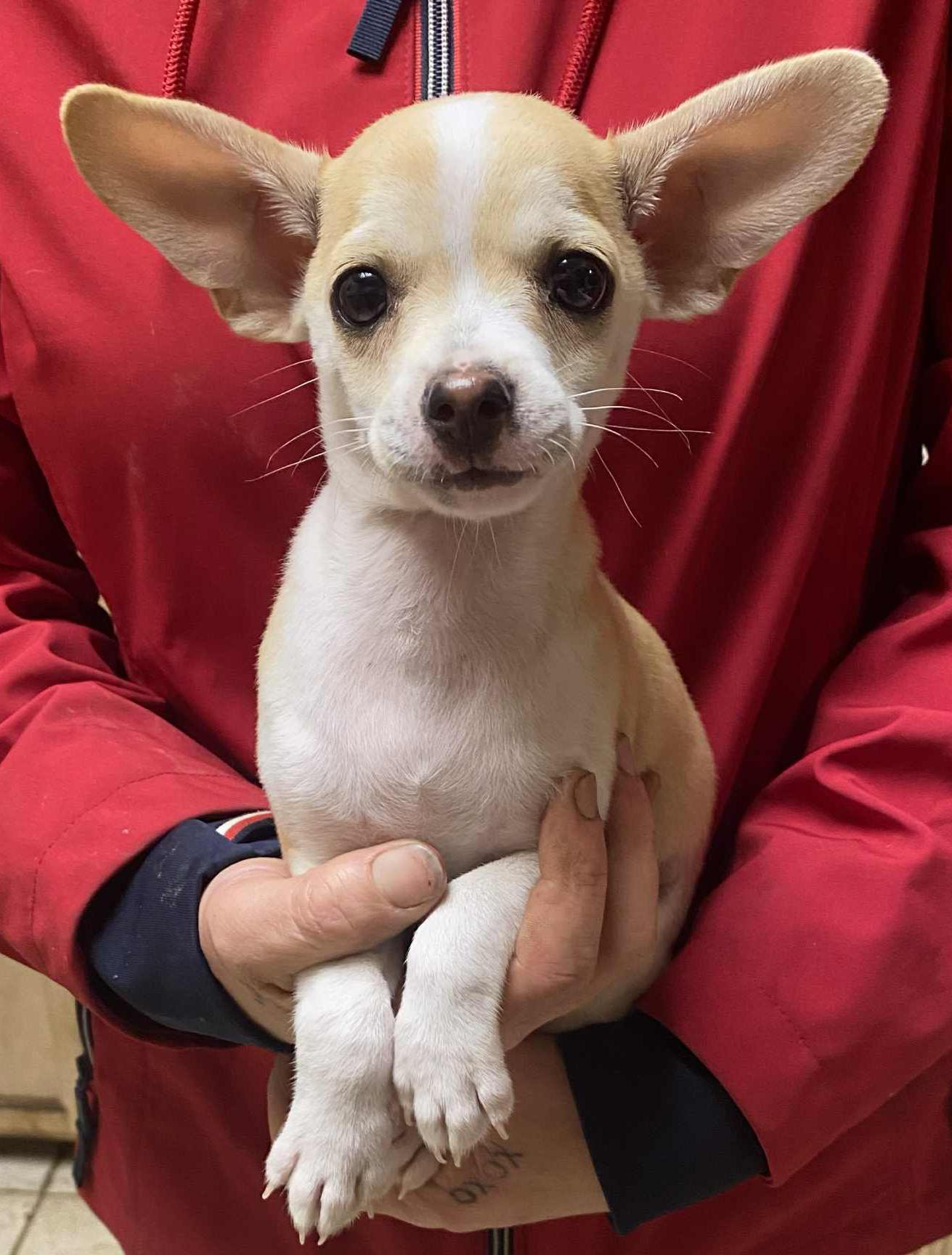 Dawson, ADOPTABLE, Puppy Male Chihuahua.