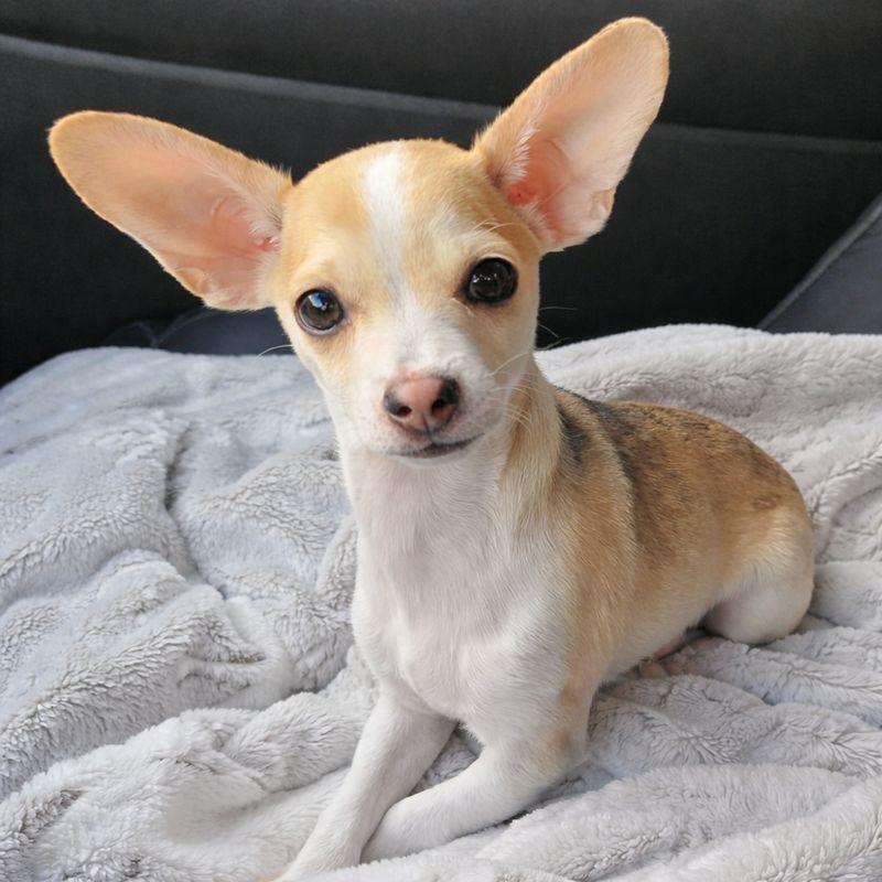 Enlarge Dawson, a ADOPTABLE mixed breed in Silvana, WA image 2/4