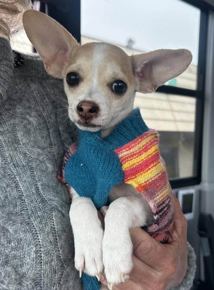 Enlarge Dawson, a ADOPTABLE mixed breed in Silvana, WA image 3/4