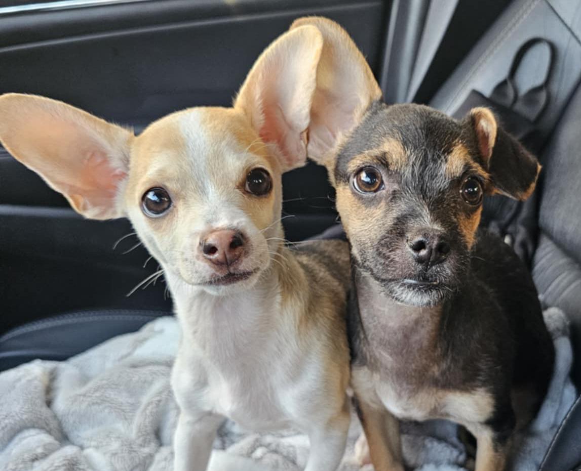 Enlarge Dawson, a ADOPTABLE mixed breed in Silvana, WA image 4/4