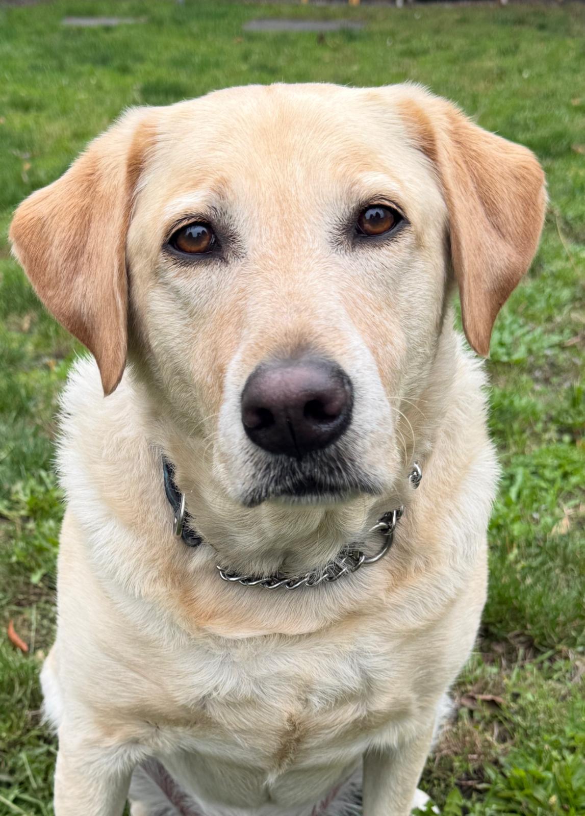 Enlarge Buddy, a Adoptable mixed breed in Vancouver, BC image 1/2
