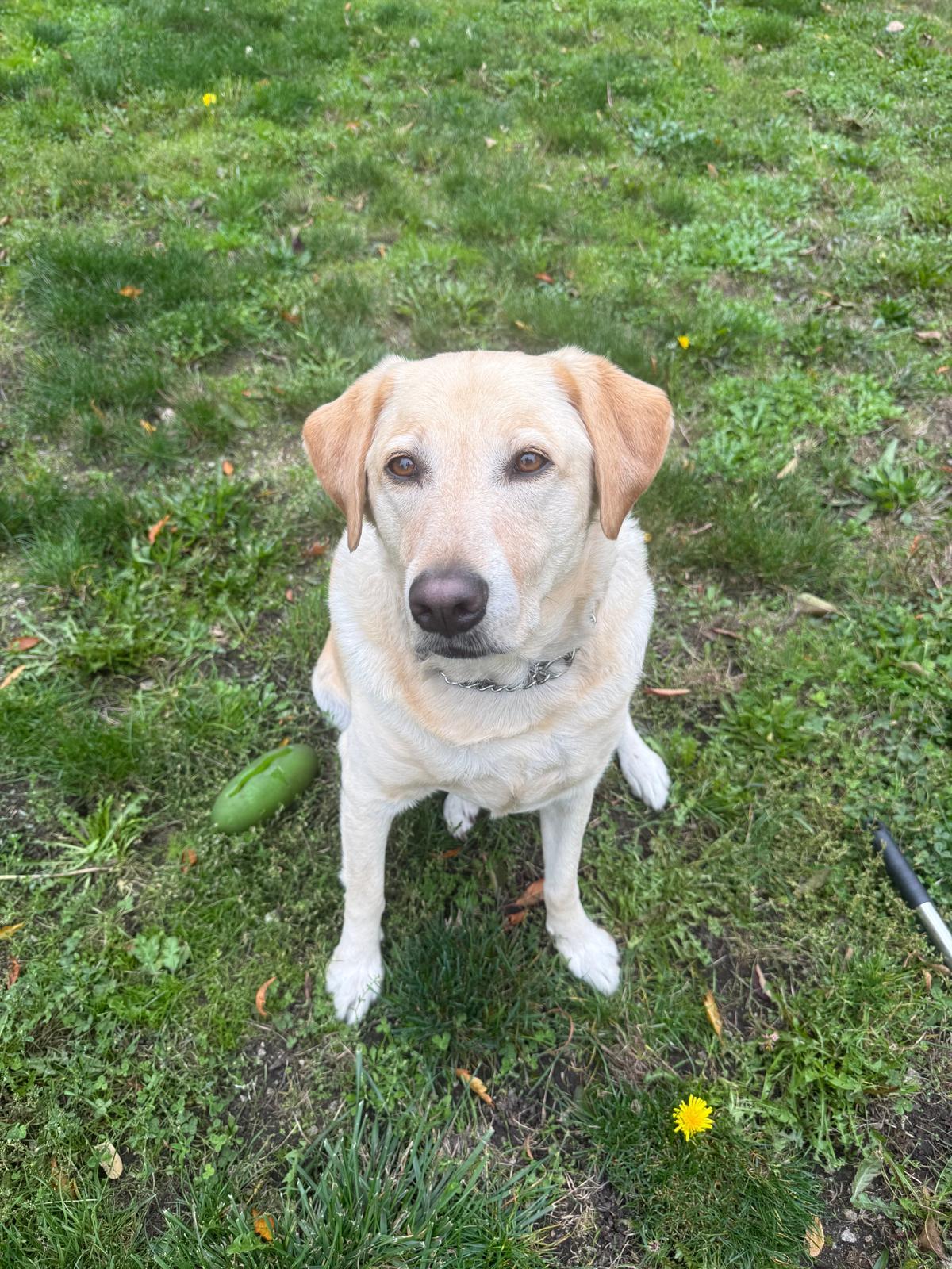 Enlarge Buddy, a Adoptable mixed breed in Vancouver, BC image 2/2