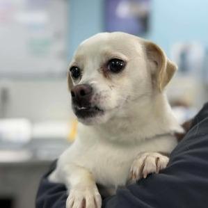 Snaggle, Adoptable, Adult Female Chihuahua.