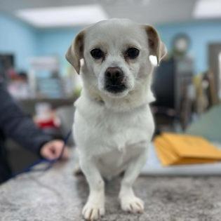 Enlarge Snaggle, a Adoptable Chihuahua in Erie, PA image 2/6