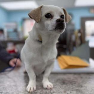 Enlarge Snaggle, a Adoptable Chihuahua in Erie, PA image 3/6
