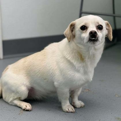 Enlarge Snaggle, a Adoptable Chihuahua in Erie, PA image 4/6