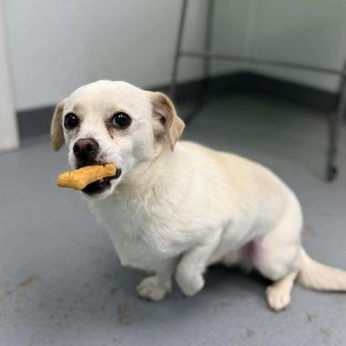 Enlarge Snaggle, a Adoptable Chihuahua in Erie, PA image 6/6