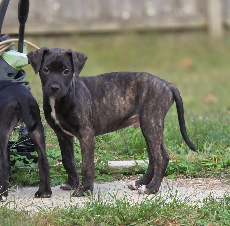 Enlarge Fred, a Adoptable mixed breed in Berlin, NJ image 1/2
