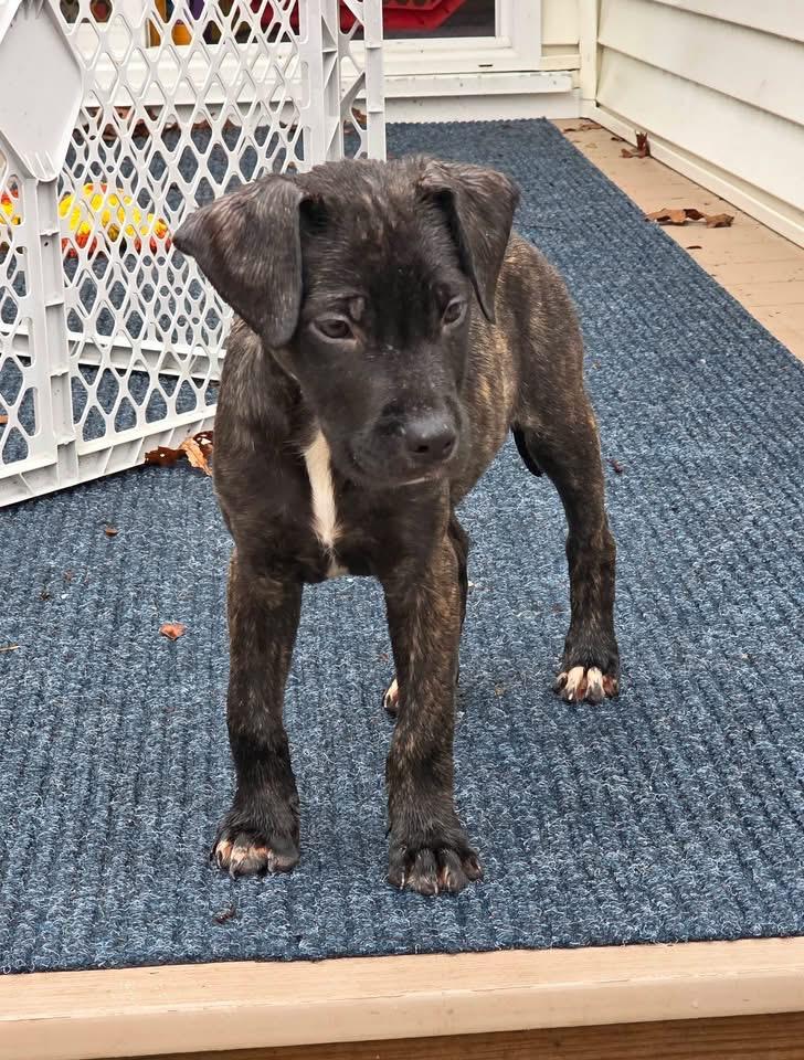 Enlarge Fred, a Adoptable mixed breed in Berlin, NJ image 2/2