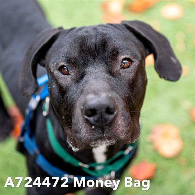 MONEY BAG, Adoptable, Young Male Cane Corso & Pit Bull Terrier.