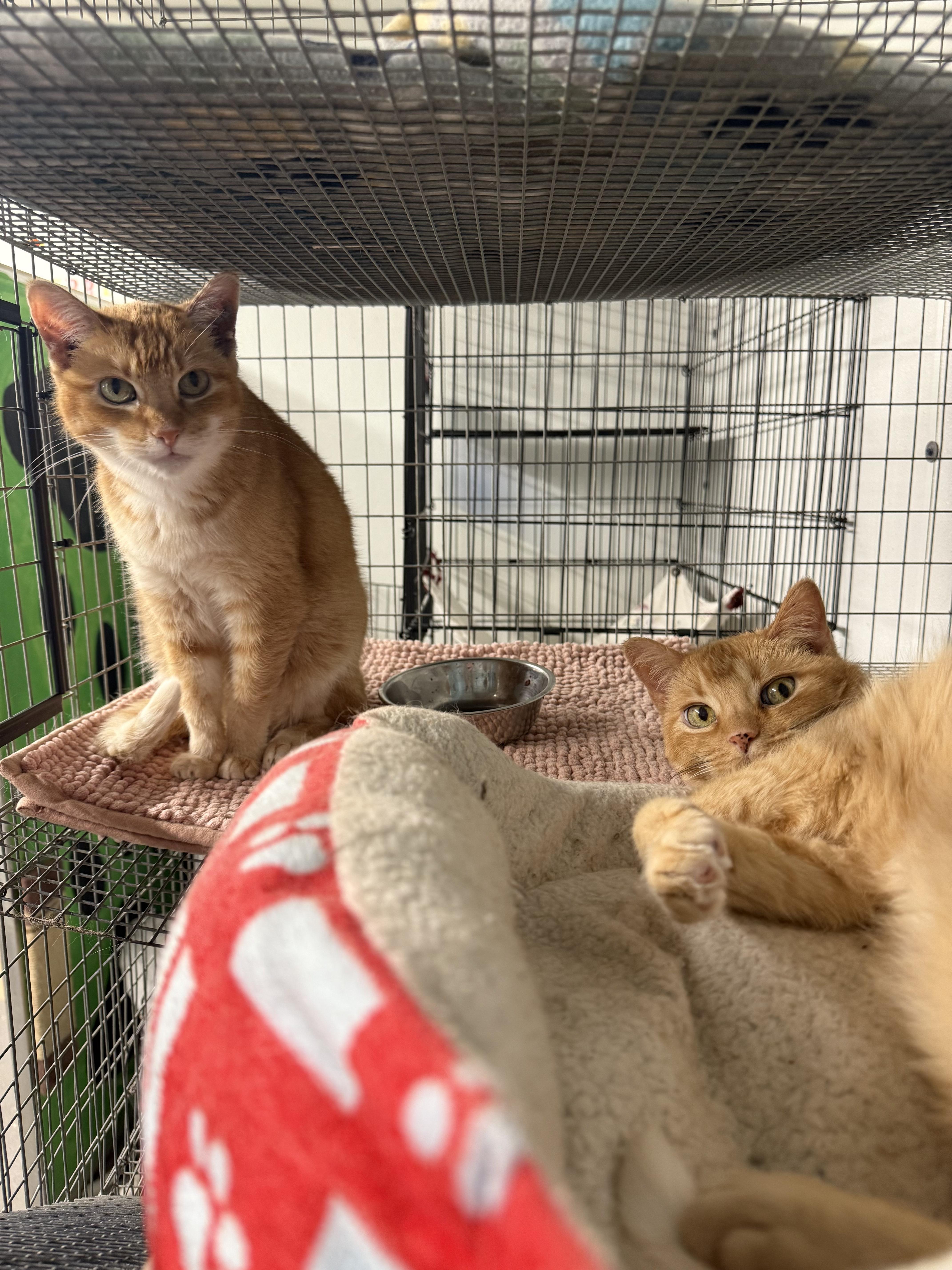 Cherish, a Adoptable Domestic Short Hair in Reeds Spring, MO image 1/3