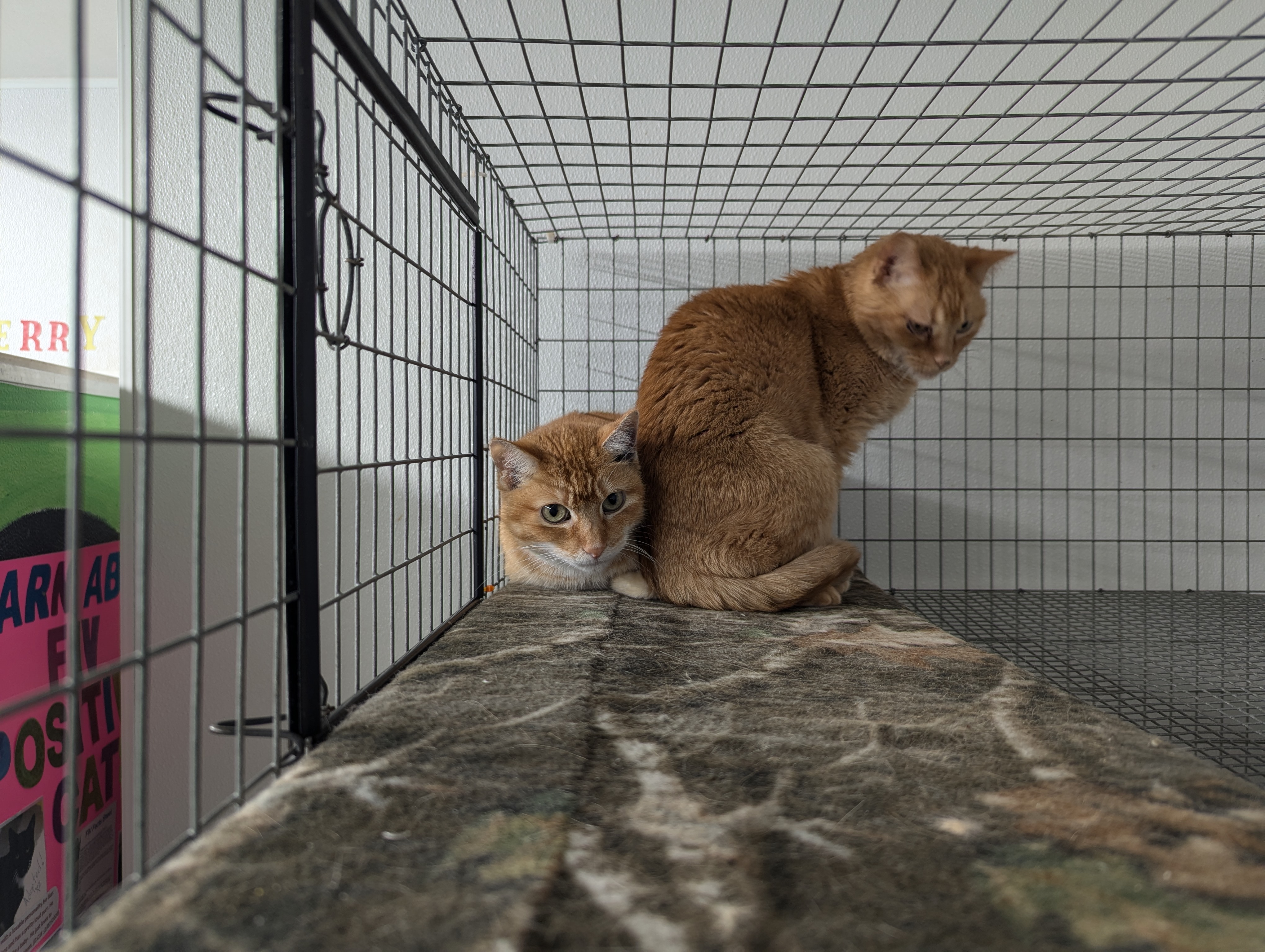 Cherish, a Adoptable Domestic Short Hair in Reeds Spring, MO image 3/3