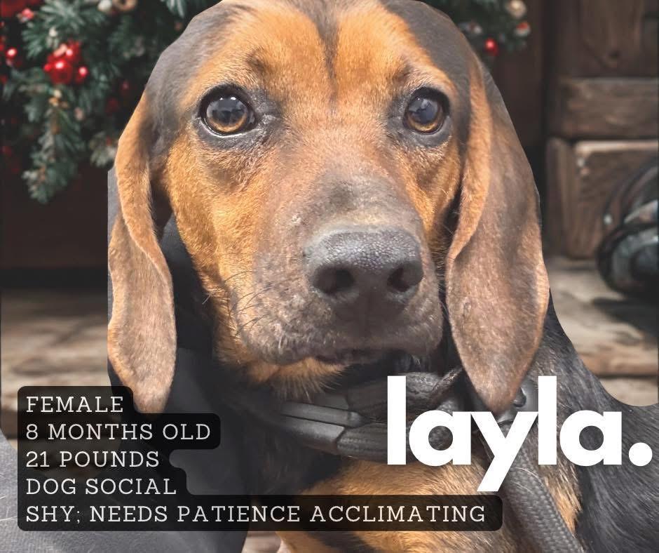 Layla, Adoptable, Young Female Hound.