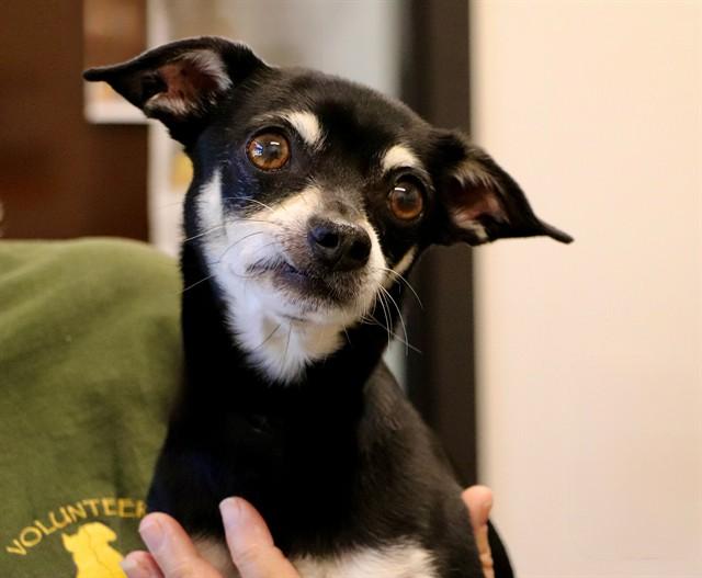 Enlarge MORTY, a Adoptable Chihuahua in San Luis Obispo, CA image 1/1