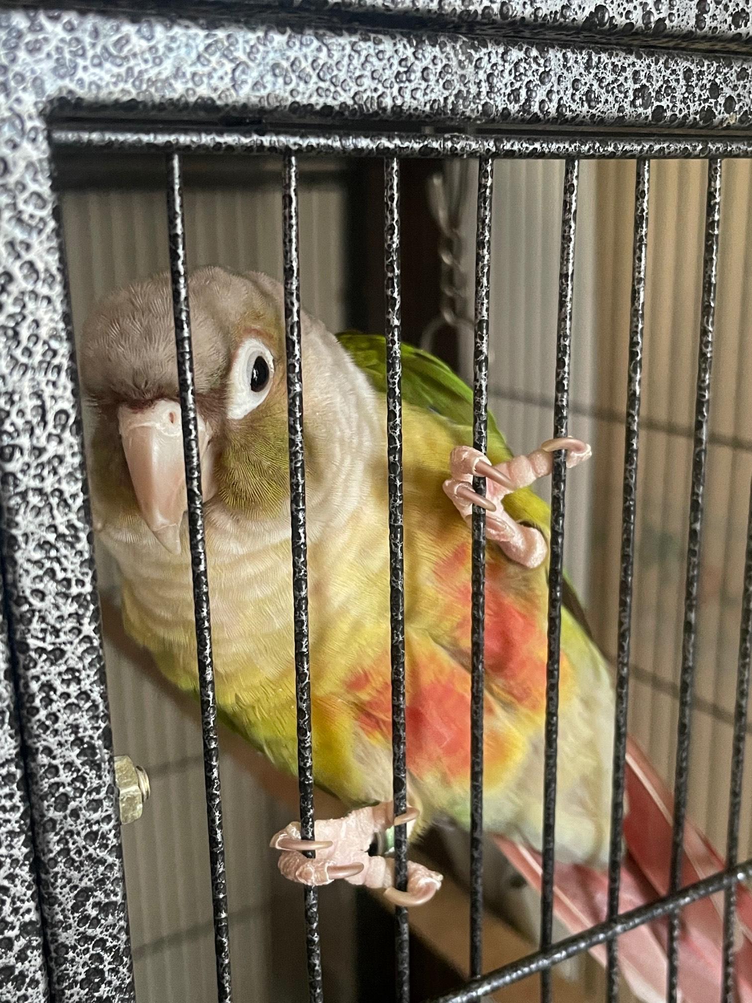 Enlarge Pancho, a Adoptable Conure in North Babylon, NY image 1/2
