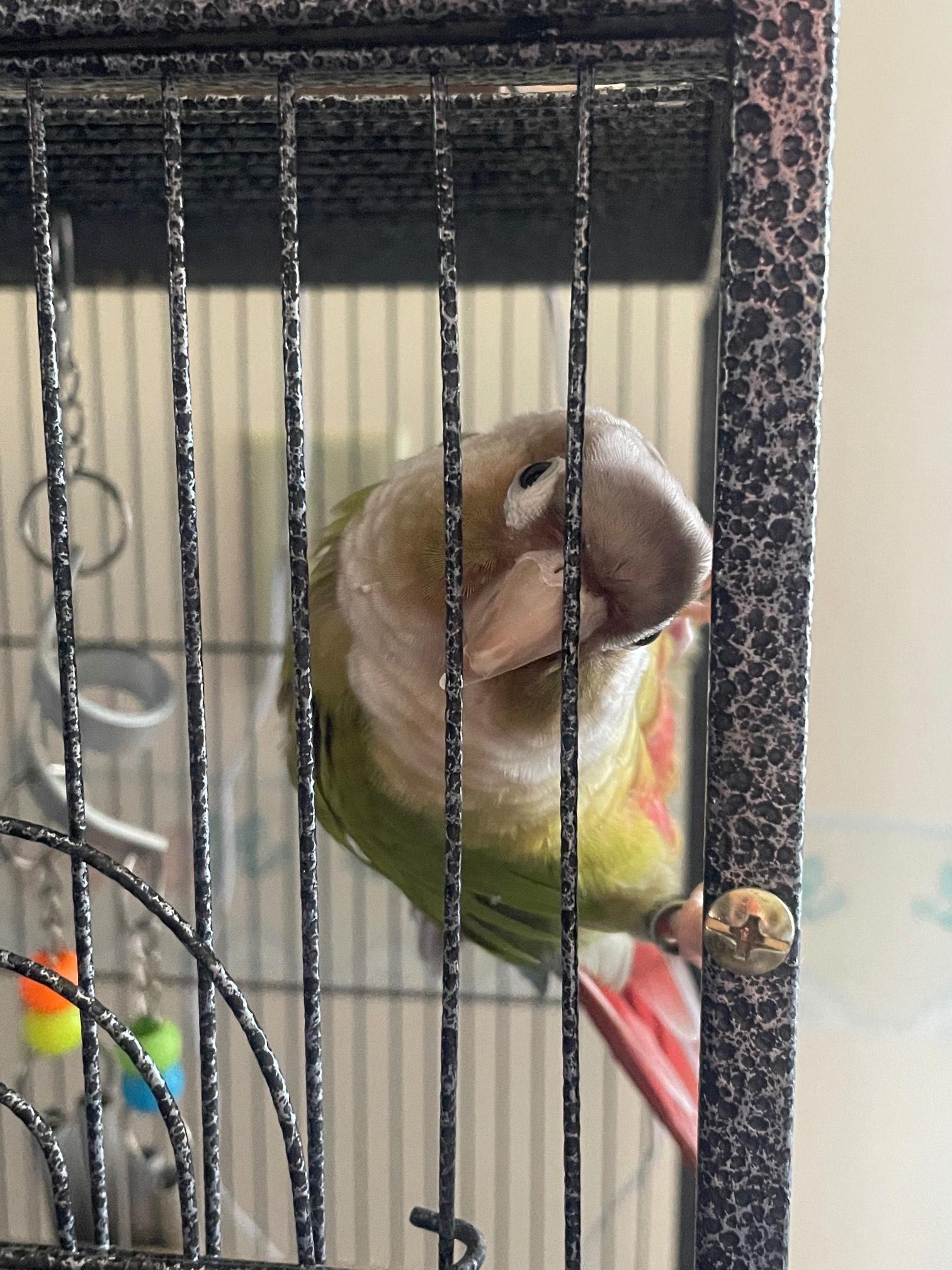 Enlarge Pancho, a Adoptable Conure in North Babylon, NY image 2/2