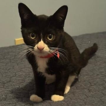 Enlarge Bageera, a ADOPTABLE Domestic Short Hair in Minneapolis, MN image 1/2