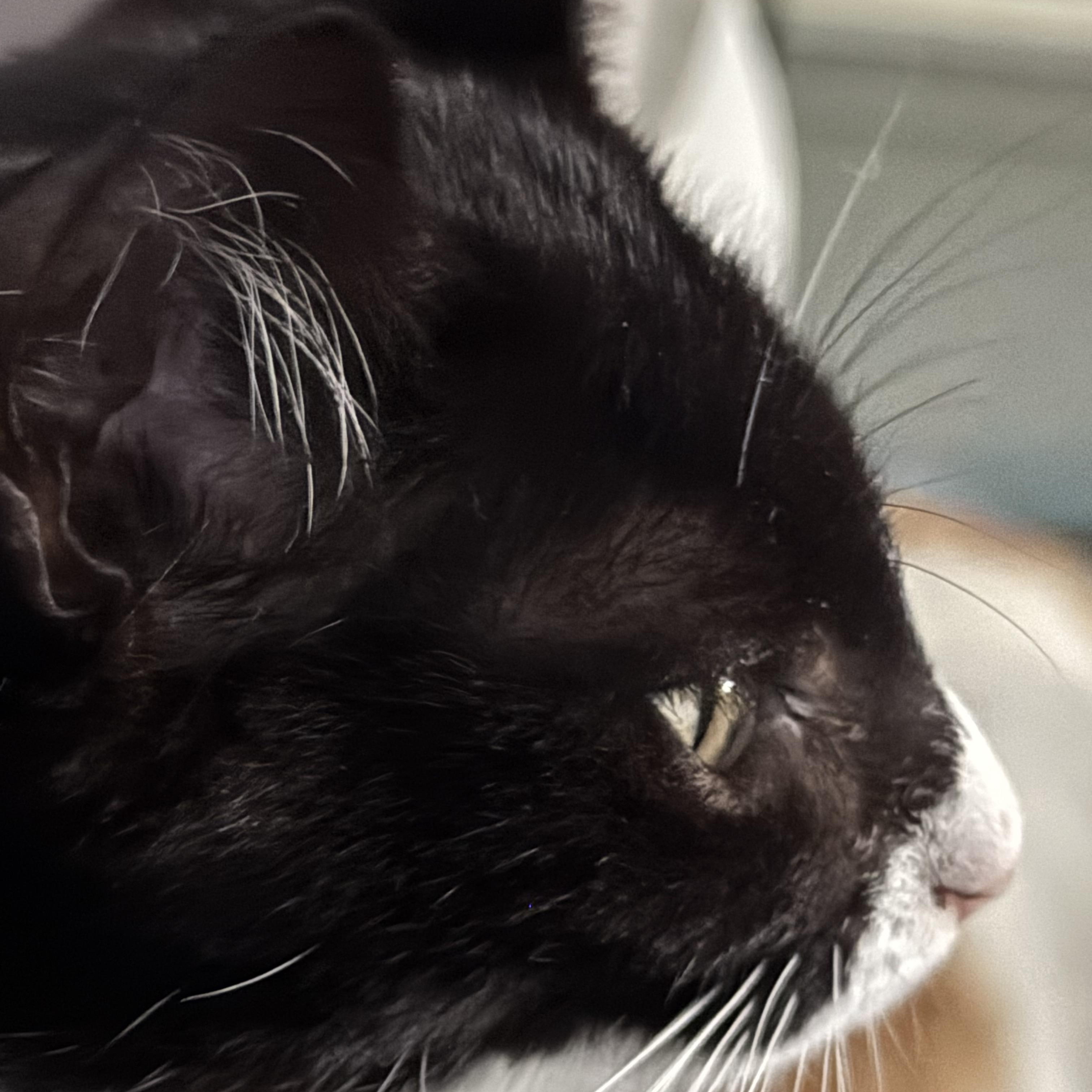 Enlarge Bageera, a ADOPTABLE Domestic Short Hair in Minneapolis, MN image 2/2