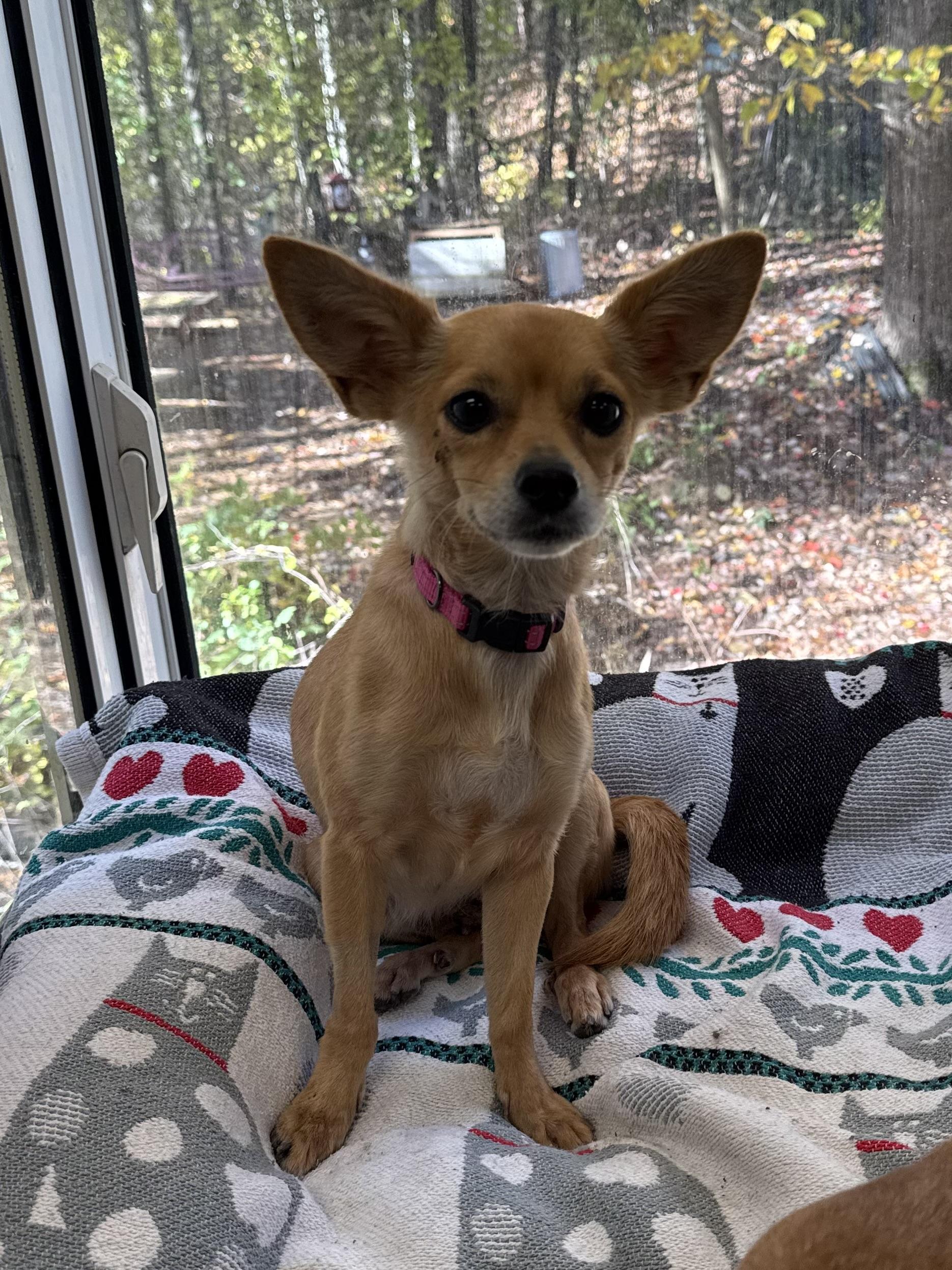Amara, Adoptable, Adult Female Chihuahua.