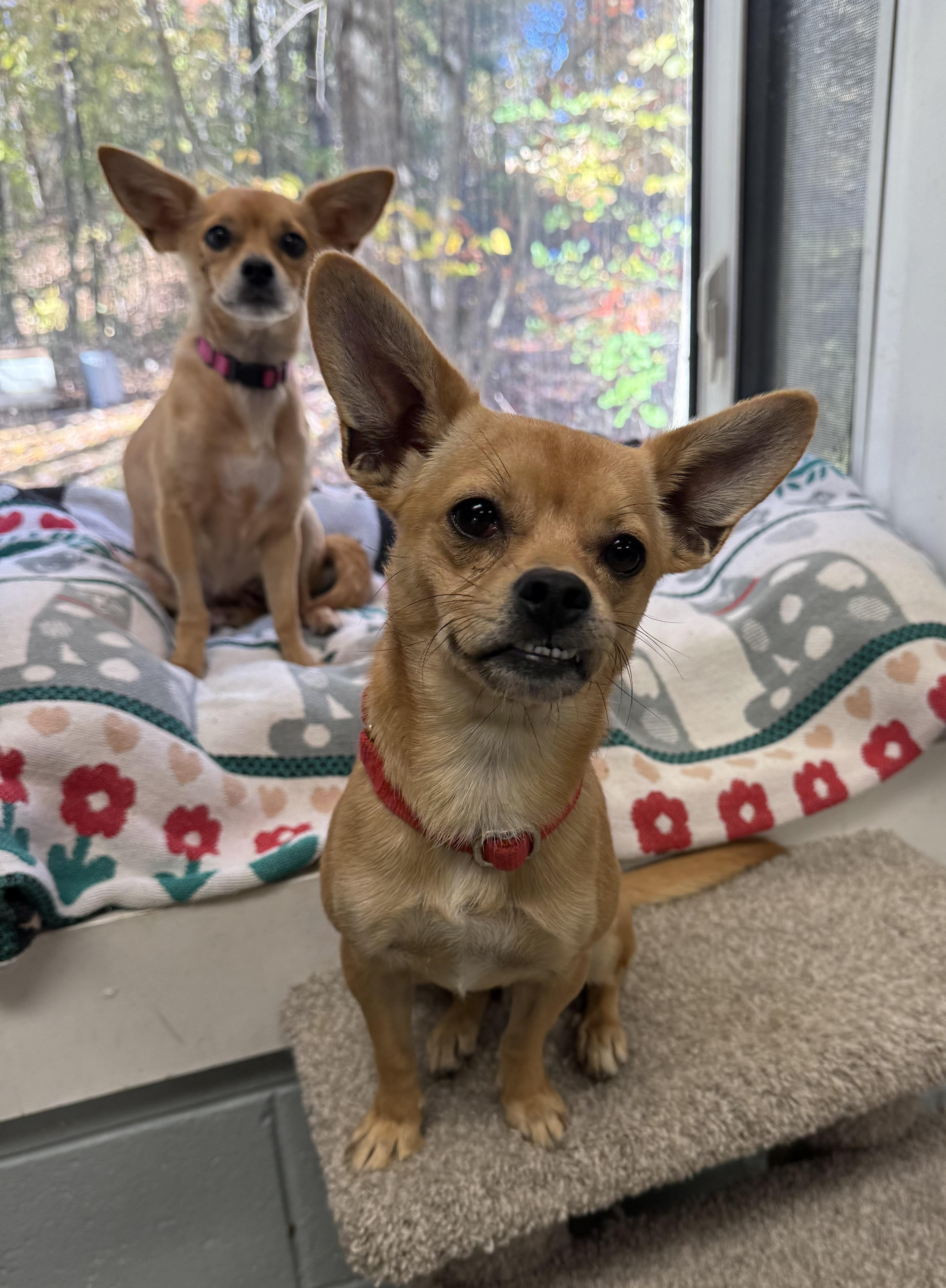 Amara, a Adoptable Chihuahua in Sudbury, MA image 2/3