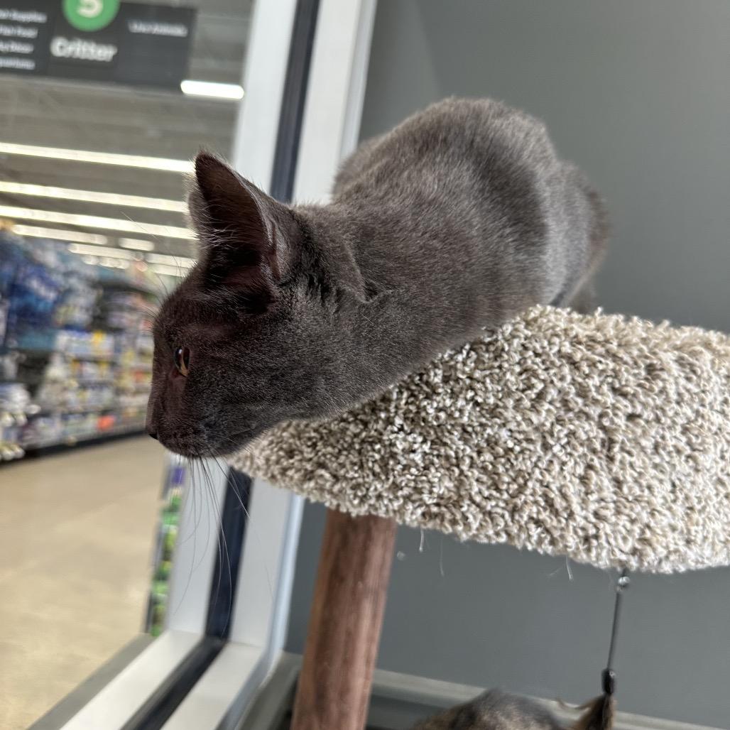 Enlarge Neno, a Adoptable Domestic Short Hair in LYLE, MN image 1/3
