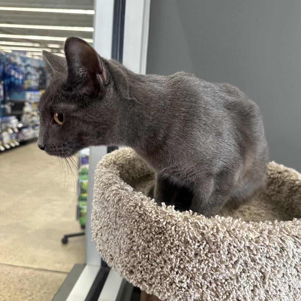 Enlarge Neno, a Adoptable Domestic Short Hair in LYLE, MN image 2/3