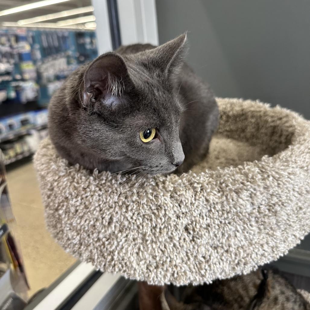 Enlarge Neno, a Adoptable Domestic Short Hair in LYLE, MN image 3/3