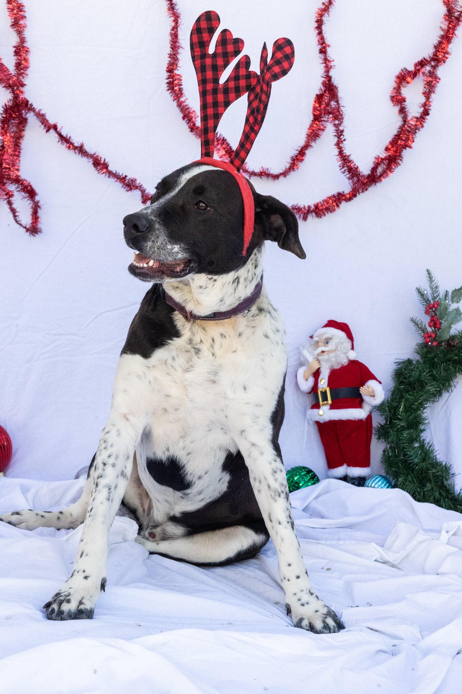 Rosco, Adopted, Young Male Labrador Retriever & Australian Cattle Dog / Blue Heeler.