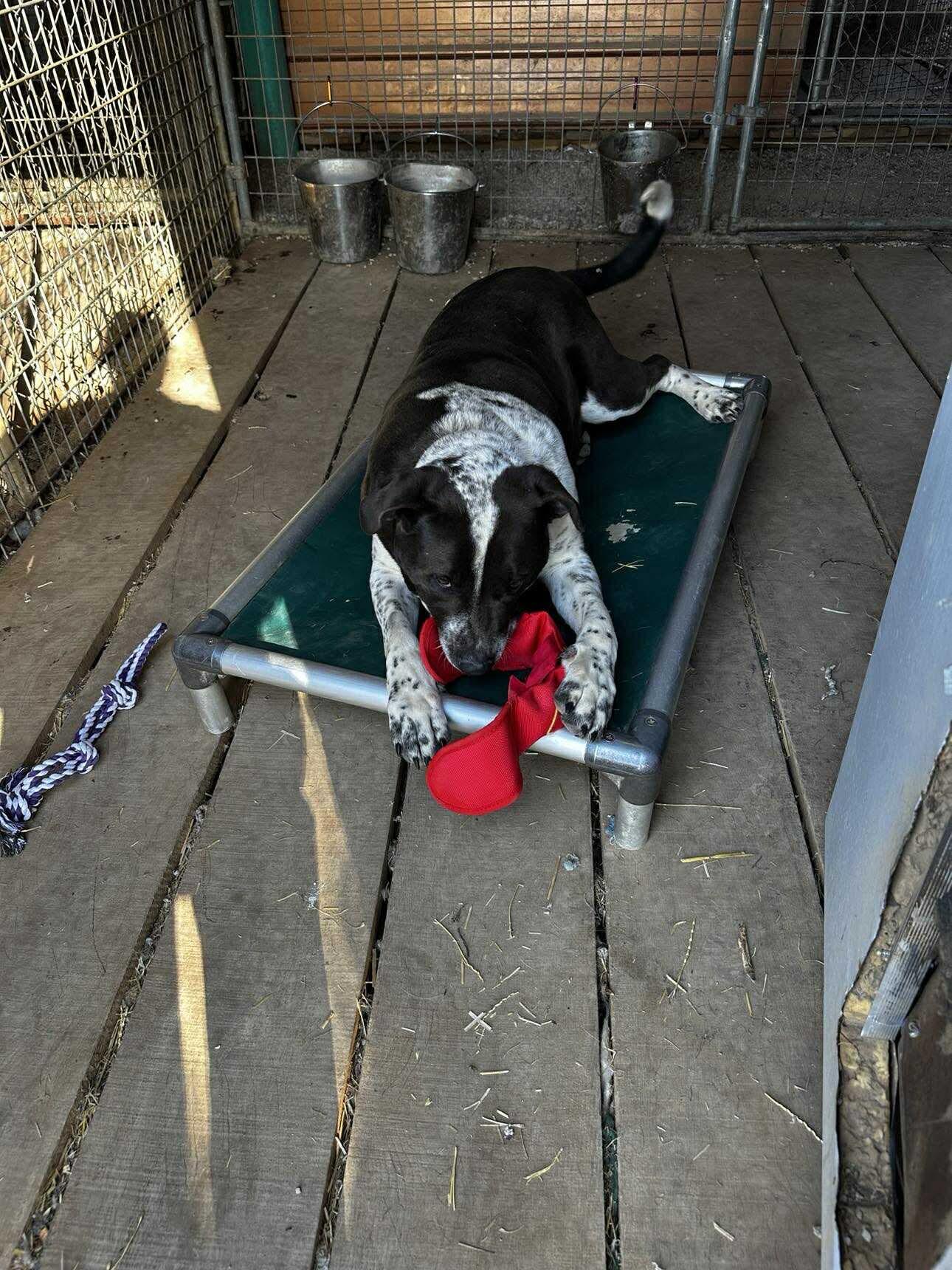 Enlarge Rosco, a Adopted mixed breed in Stover, MO image 2/3