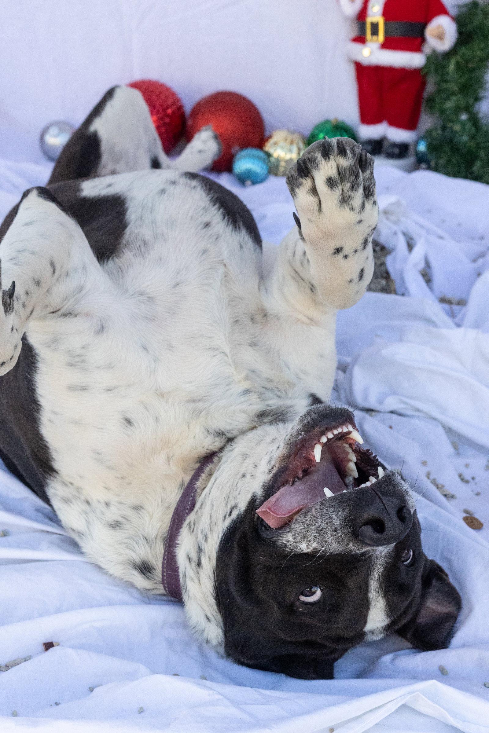 Enlarge Rosco, a Adopted mixed breed in Stover, MO image 3/3