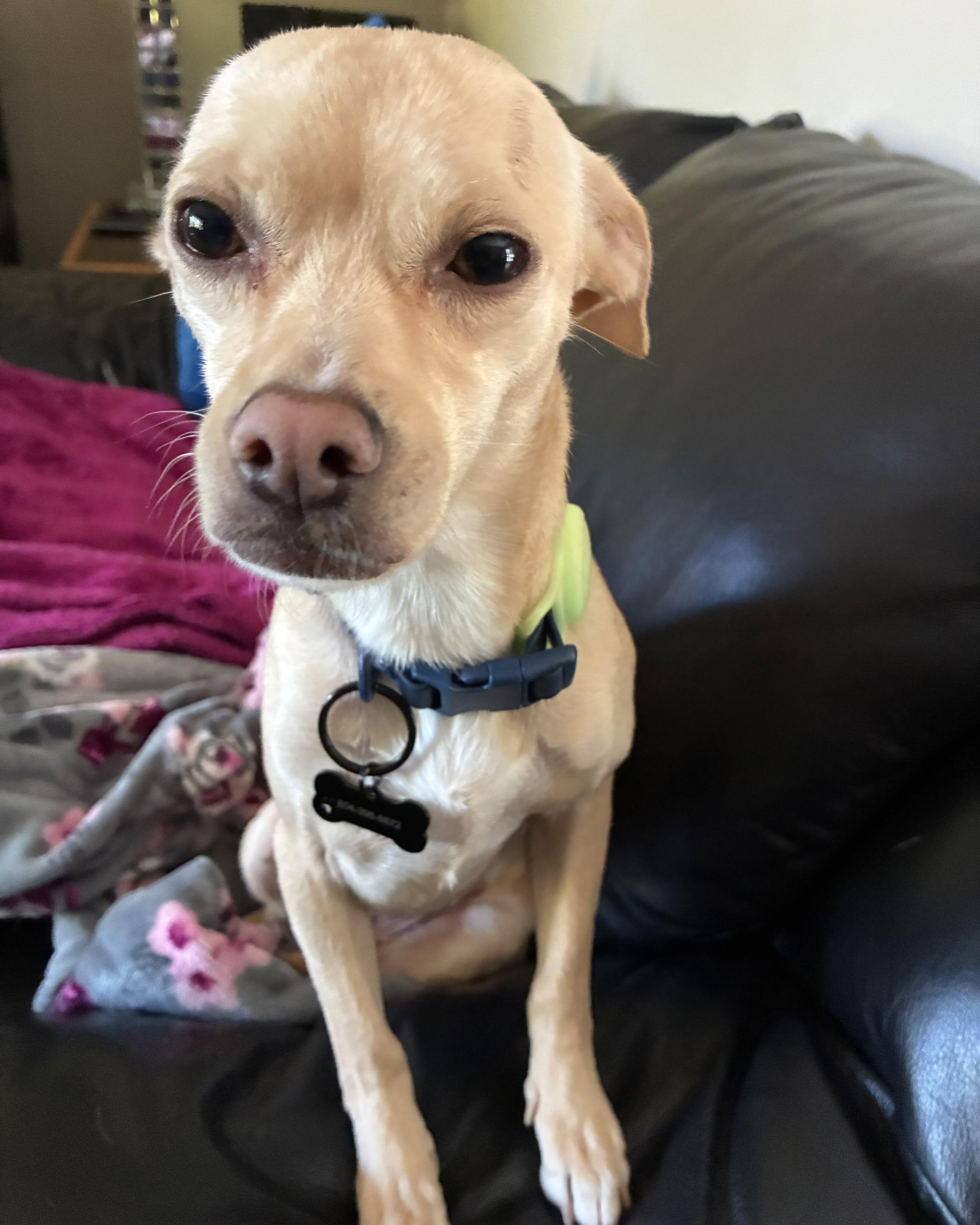 Enlarge VANITY, a Adopted mixed breed in Coquitlam, BC image 3/6