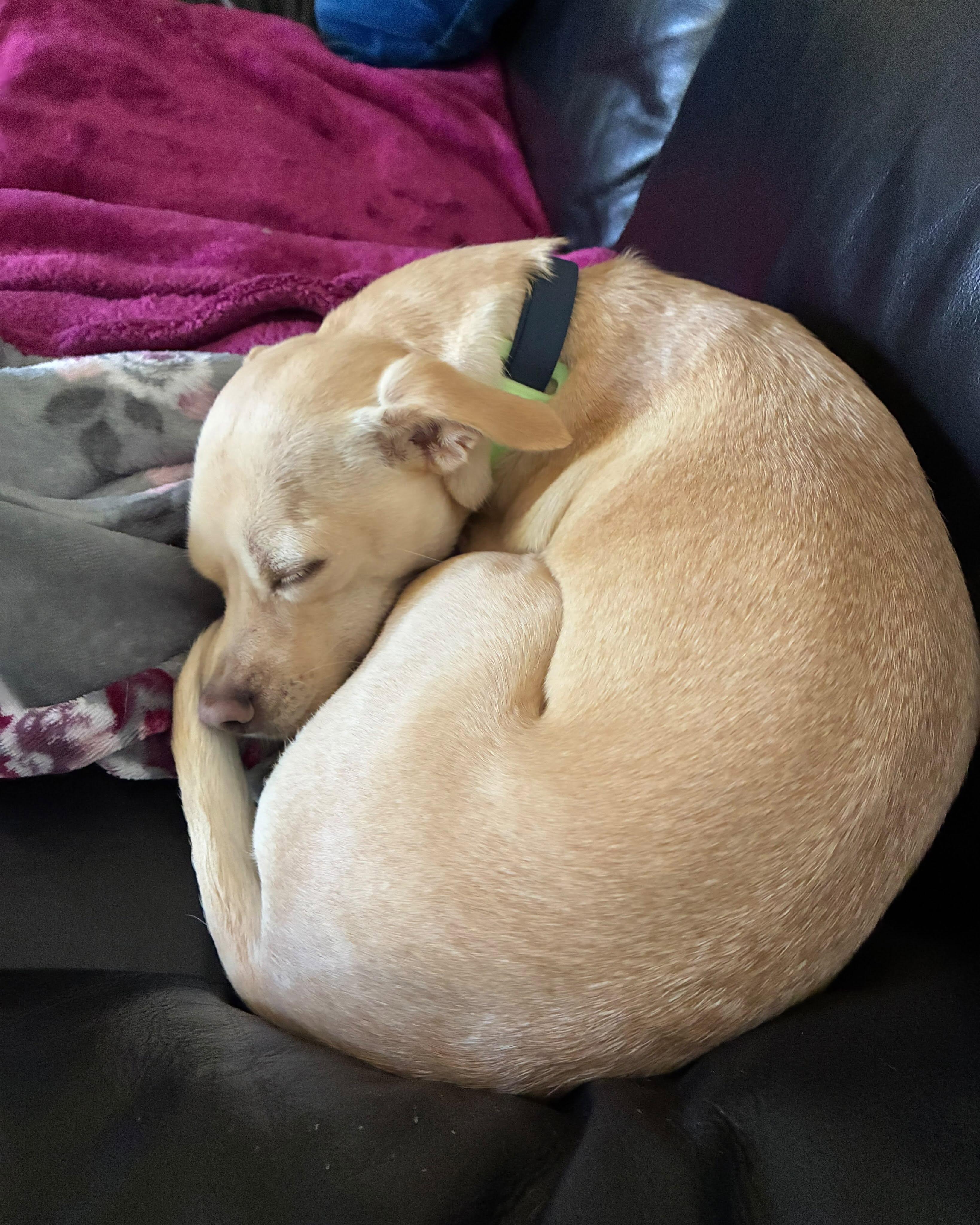 Enlarge VANITY, a Adopted mixed breed in Coquitlam, BC image 5/6