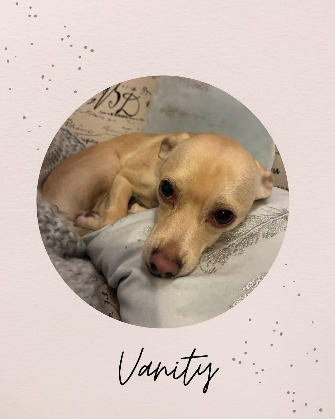 Enlarge VANITY, a Adopted mixed breed in Coquitlam, BC image 1/6