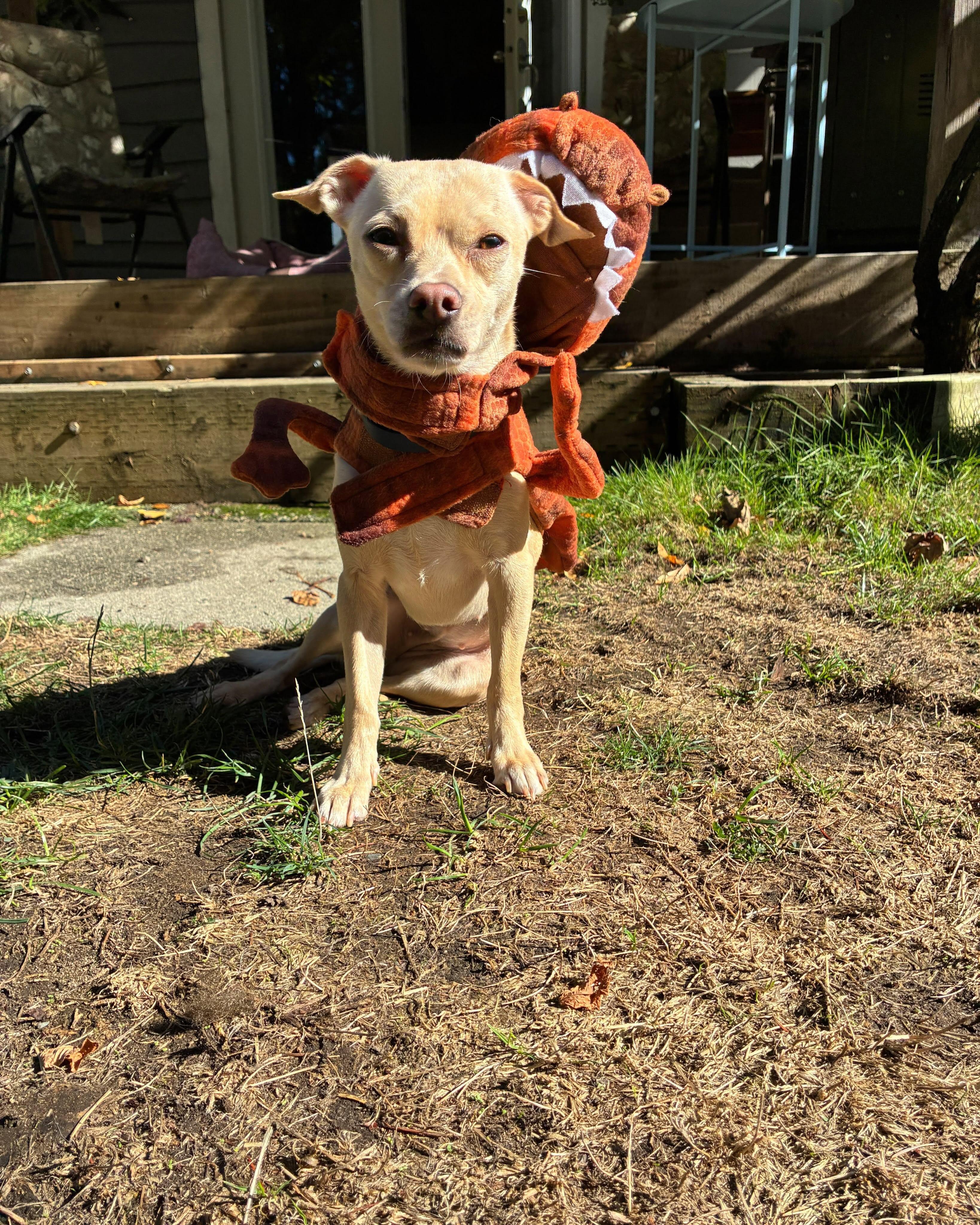 Enlarge VANITY, a Adopted mixed breed in Coquitlam, BC image 6/6