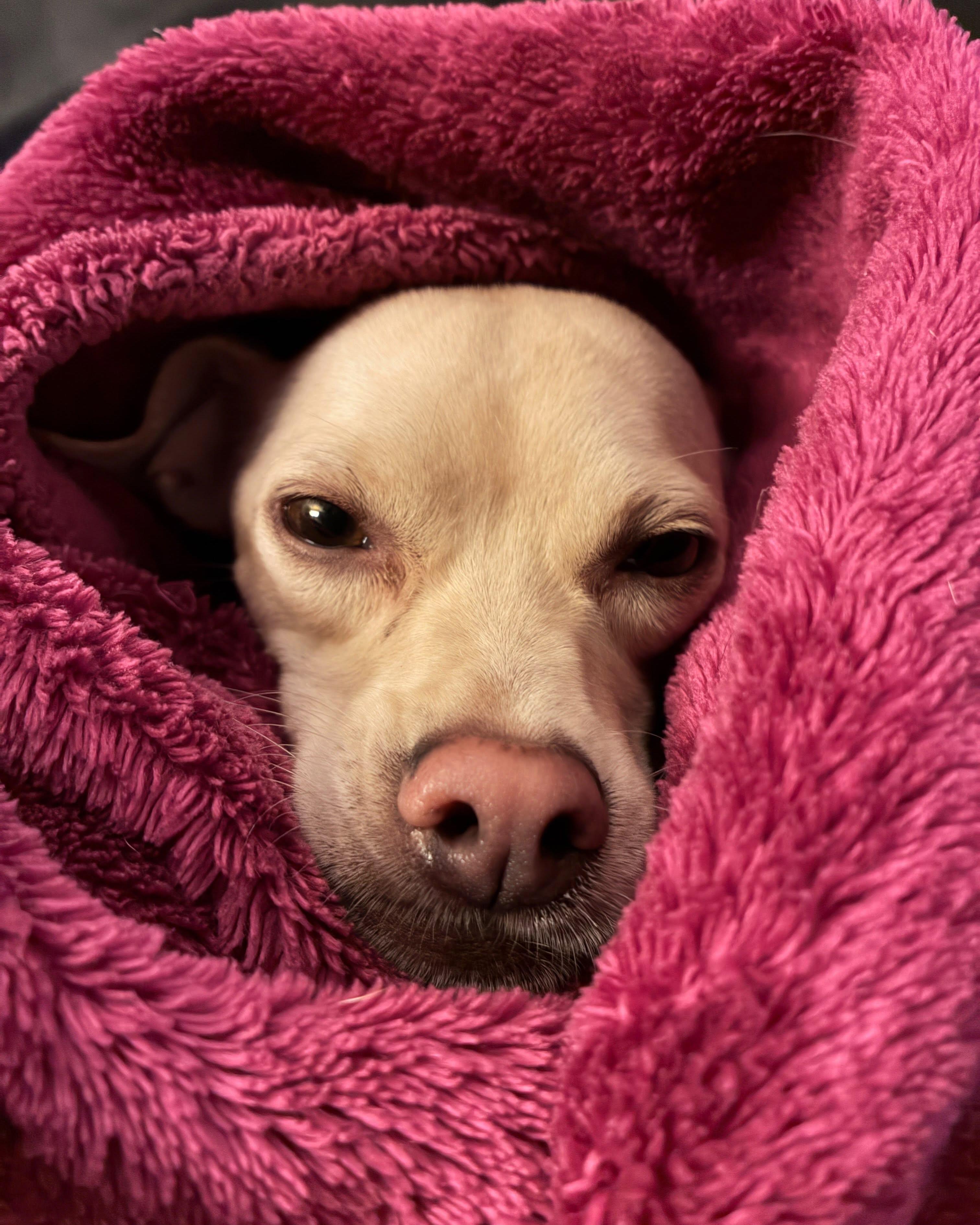 Enlarge VANITY, a Adopted mixed breed in Coquitlam, BC image 2/6