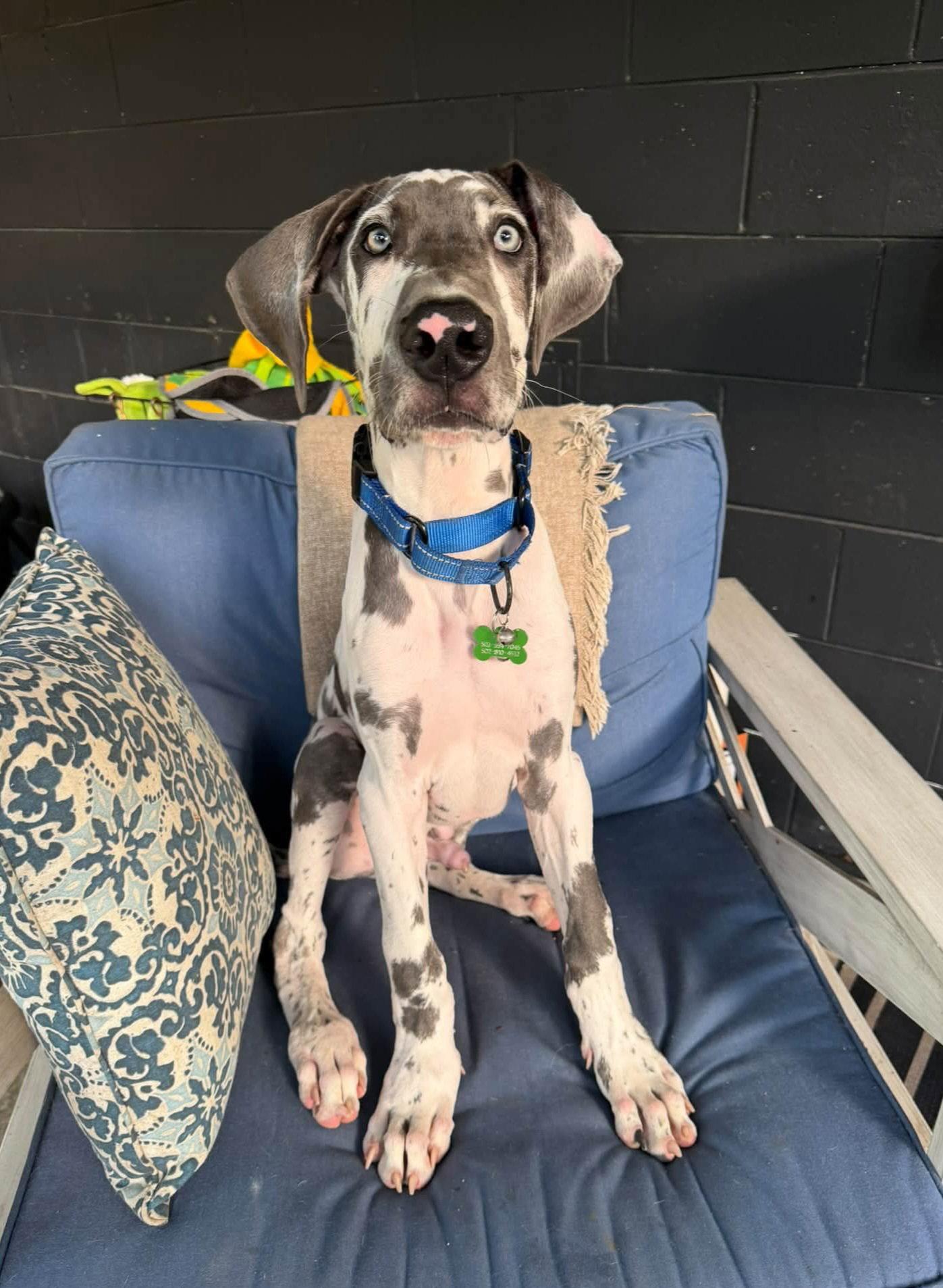 Enlarge Elton - available early Oct, a Adoptable Great Dane in Croydon, NH image 1/3