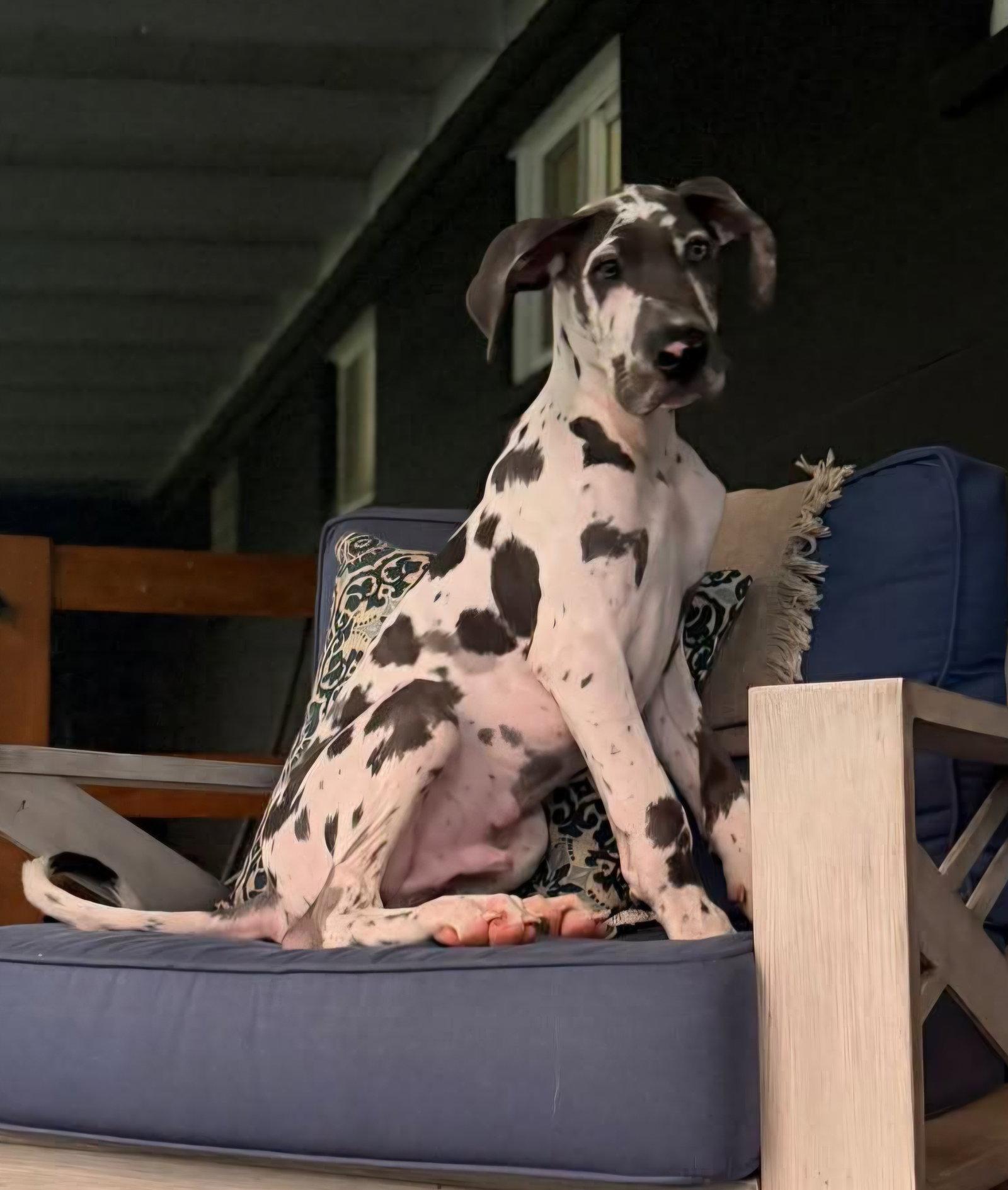 Enlarge Elton - available early Oct, a Adoptable Great Dane in Croydon, NH image 3/3