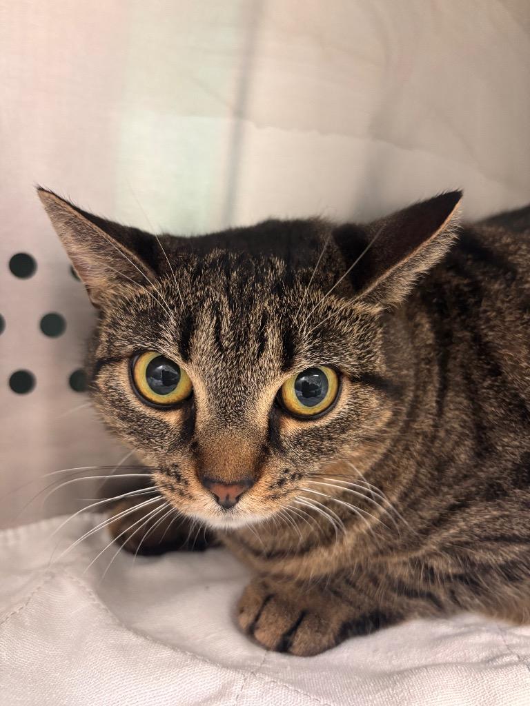 Chloe, Adoptable, Adult Female Domestic Short Hair.