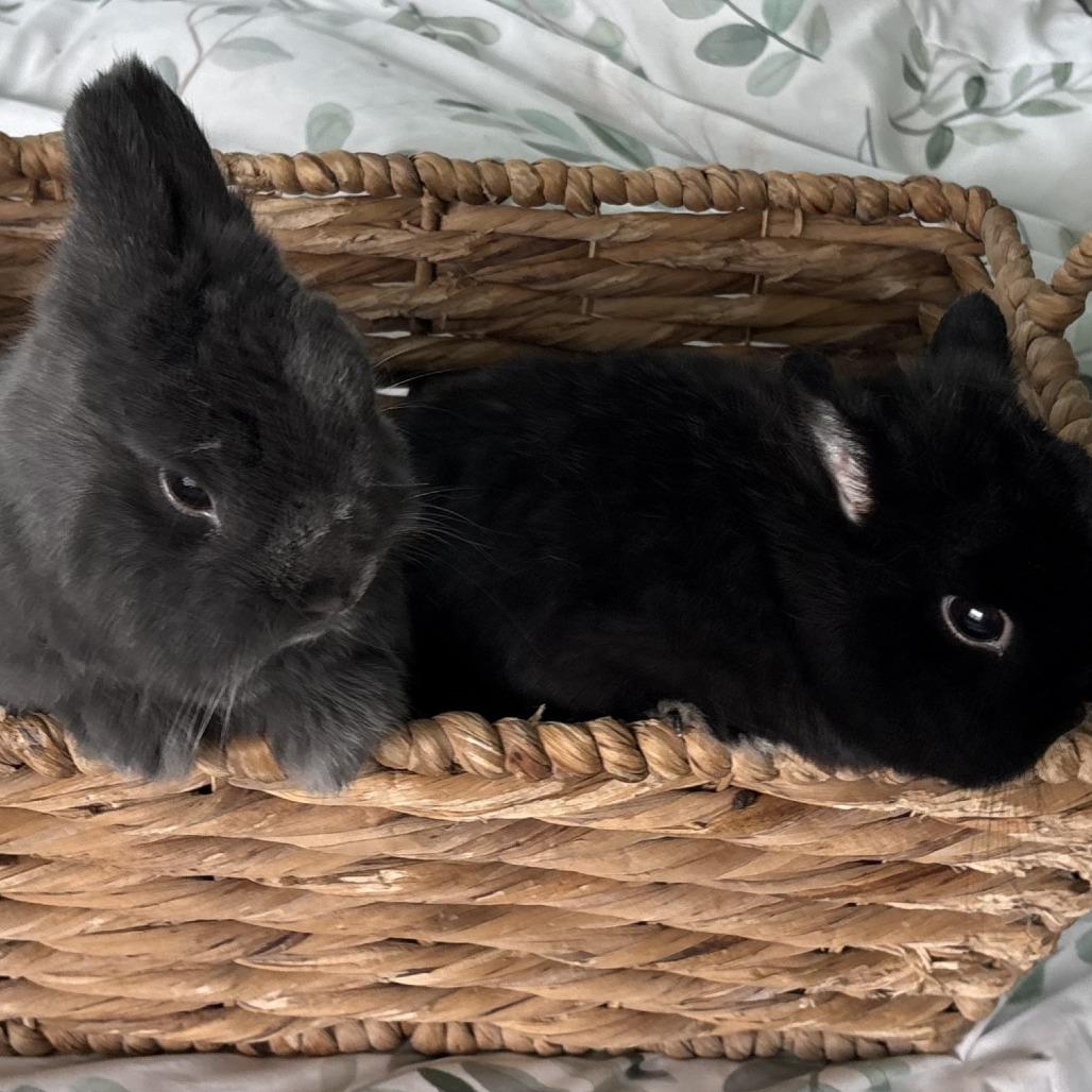 Enlarge Kip and Ernie, a Adopted Netherland Dwarf in Stokesdale, NC image 2/3