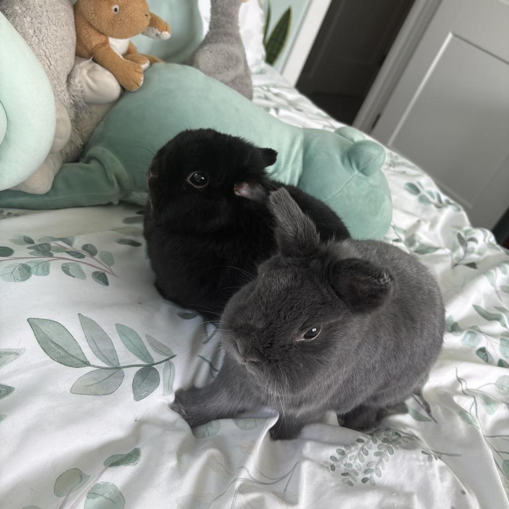 Enlarge Kip and Ernie, a Adopted Netherland Dwarf in Stokesdale, NC image 1/3