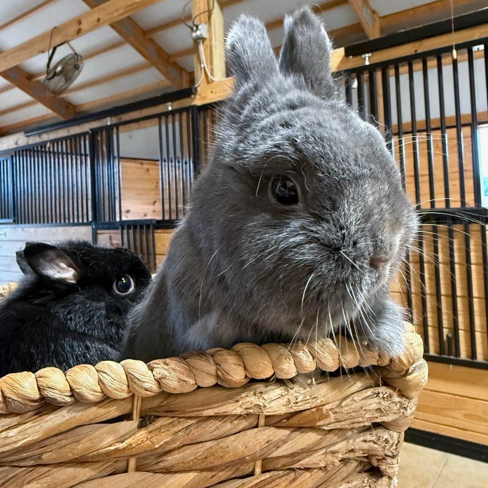 Enlarge Kip and Ernie, a Adopted Netherland Dwarf in Stokesdale, NC image 3/3