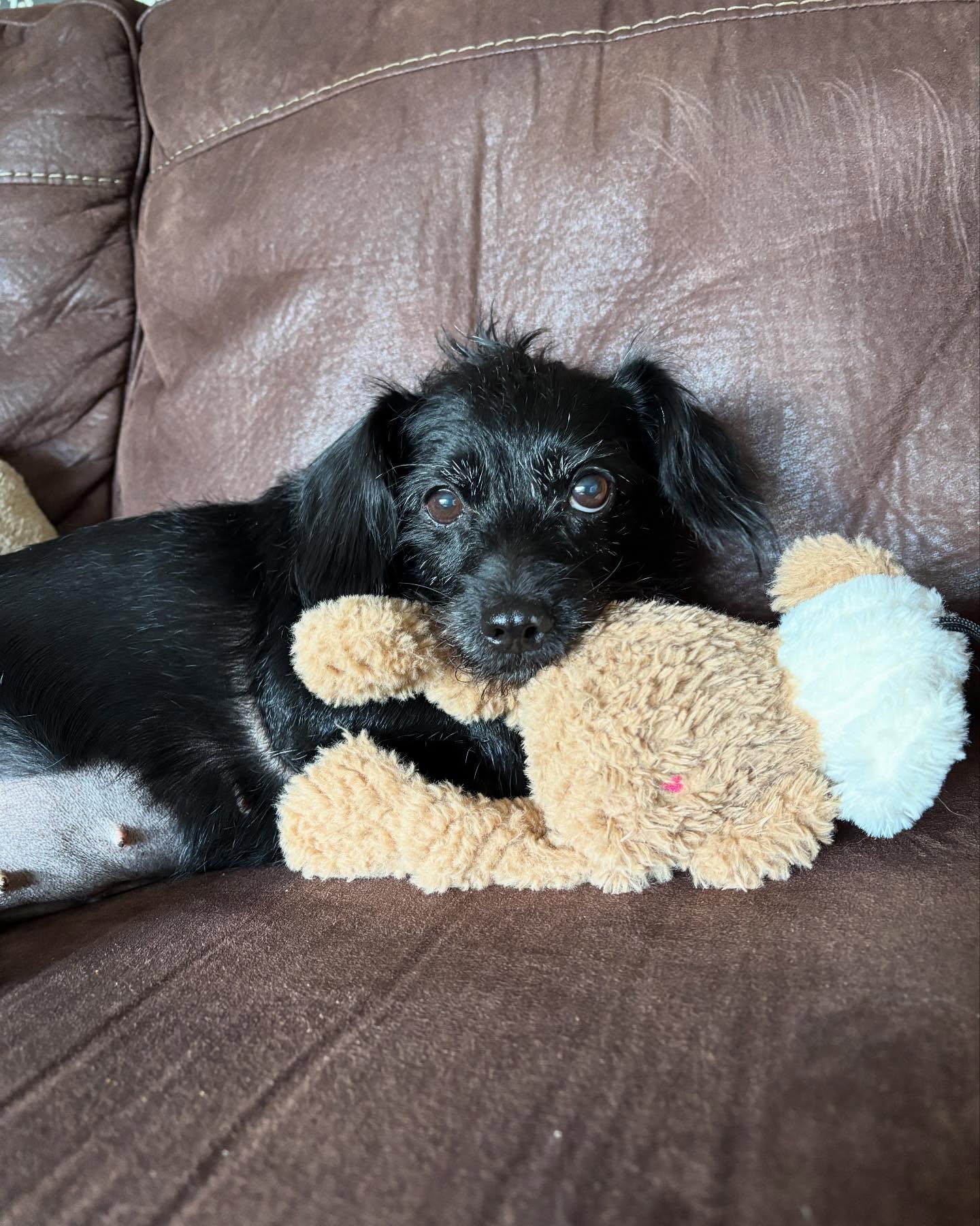 ZOEY, an adoptable Terrier in Coquitlam, BC, V3E 0A5 | Photo Image 3
