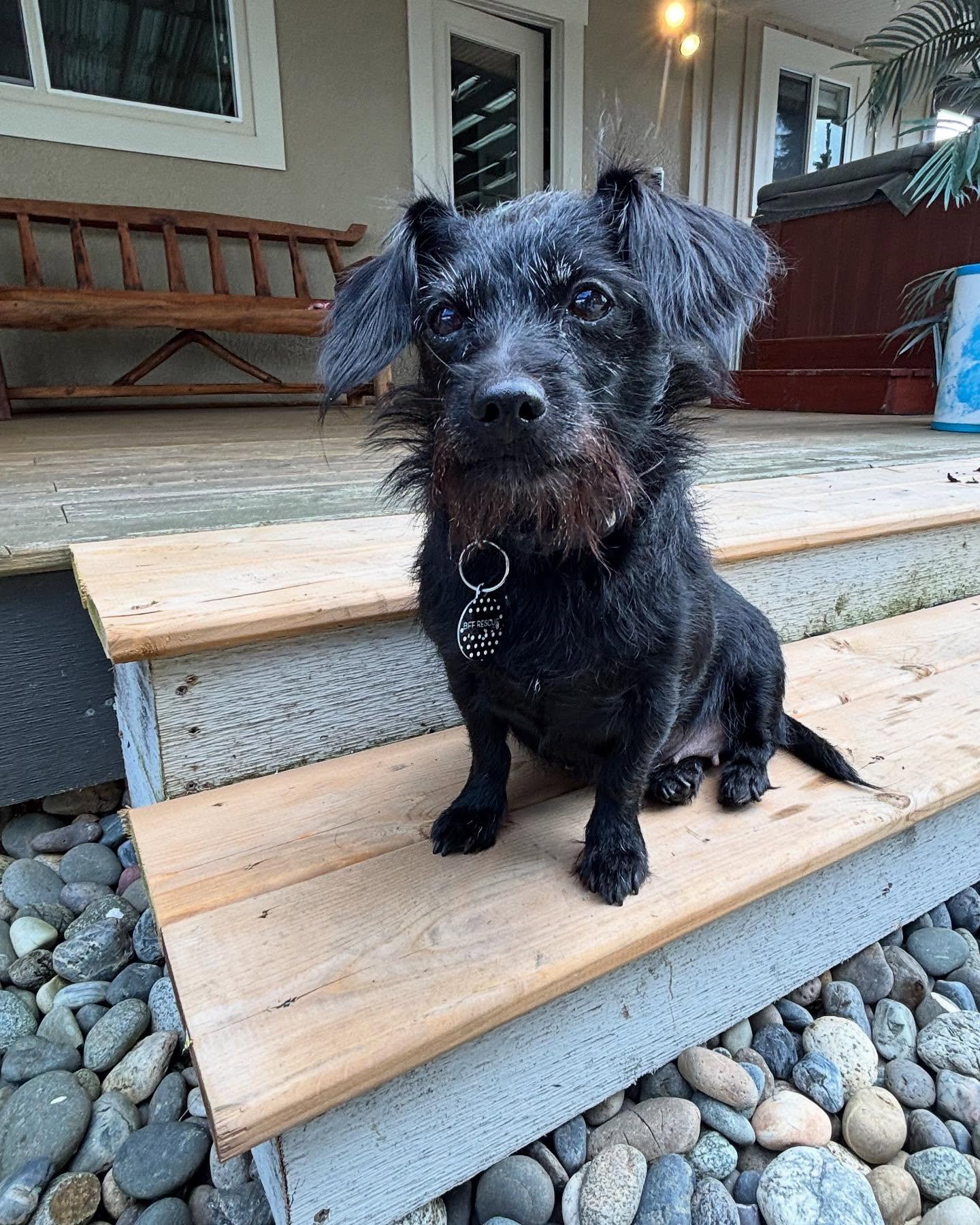 ZOEY, an adoptable Terrier in Coquitlam, BC, V3E 0A5 | Photo Image 5