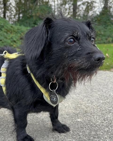 ZOEY, an adoptable Terrier in Coquitlam, BC, V3E 0A5 | Photo Image 4