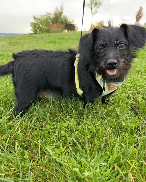 ZOEY, an adoptable Terrier in Coquitlam, BC, V3E 0A5 | Photo Image 2